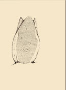 Menhir ovomorfo trifide del Monte Volturno